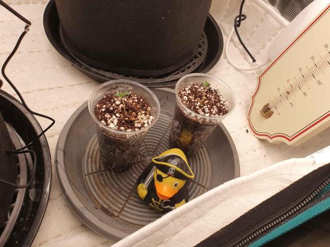 Apple Fritter/Shogun (2nd Tent grow). Week 0 - 01/03/26 Got myself some Baby's!