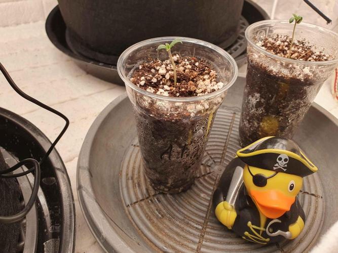 Apple Fritter/Shogun (2nd Tent grow). Week 0 - Meet Fritz!