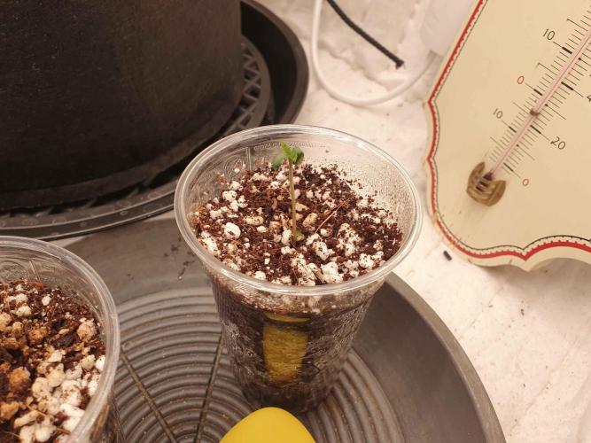 Apple Fritter/Shogun (2nd Tent grow). Week 0 - And Oda!