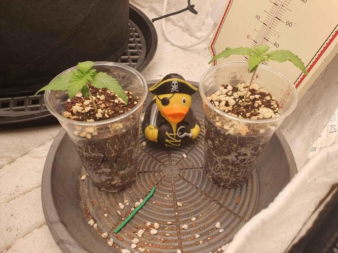 Apple Fritter/Shogun (2nd Tent grow). Week 1