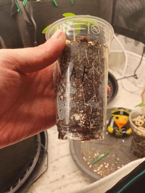 Apple Fritter/Shogun (2nd Tent grow). Week 1 - Fritz