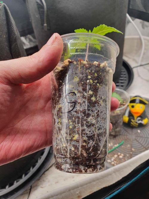 Apple Fritter/Shogun (2nd Tent grow). Week 1 - Oda