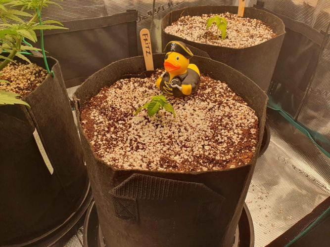 Apple Fritter/Shogun (2nd Tent grow). Week 2 - 17-1 Sad Fritz