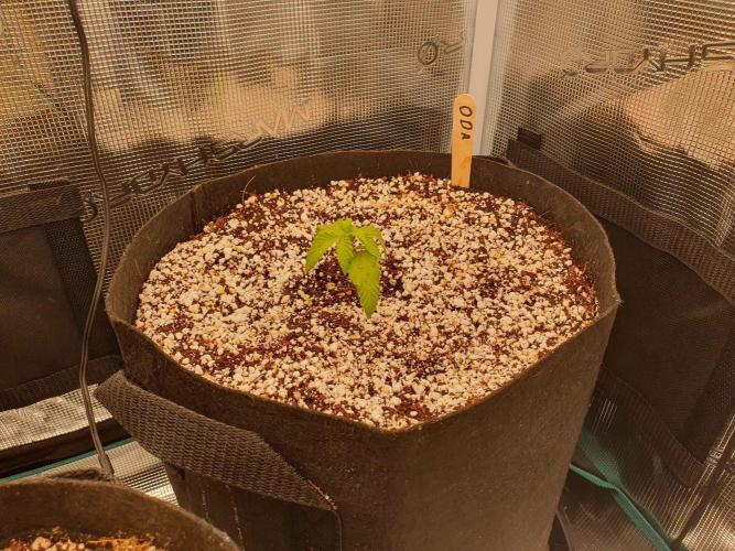 Apple Fritter/Shogun (2nd Tent grow). Week 2 - 17-1 Sad Oda