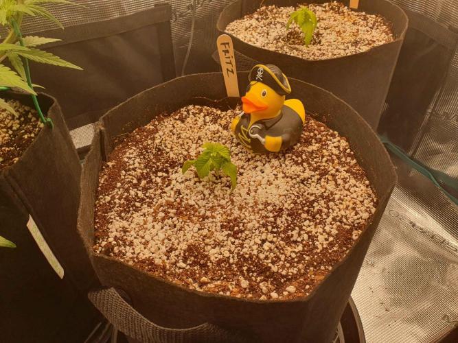 Apple Fritter/Shogun (2nd Tent grow). Week 2 - 18-1 No change