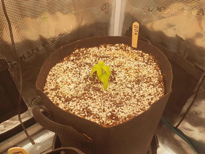 Apple Fritter/Shogun (2nd Tent grow). Week 2 - 18-1 No change