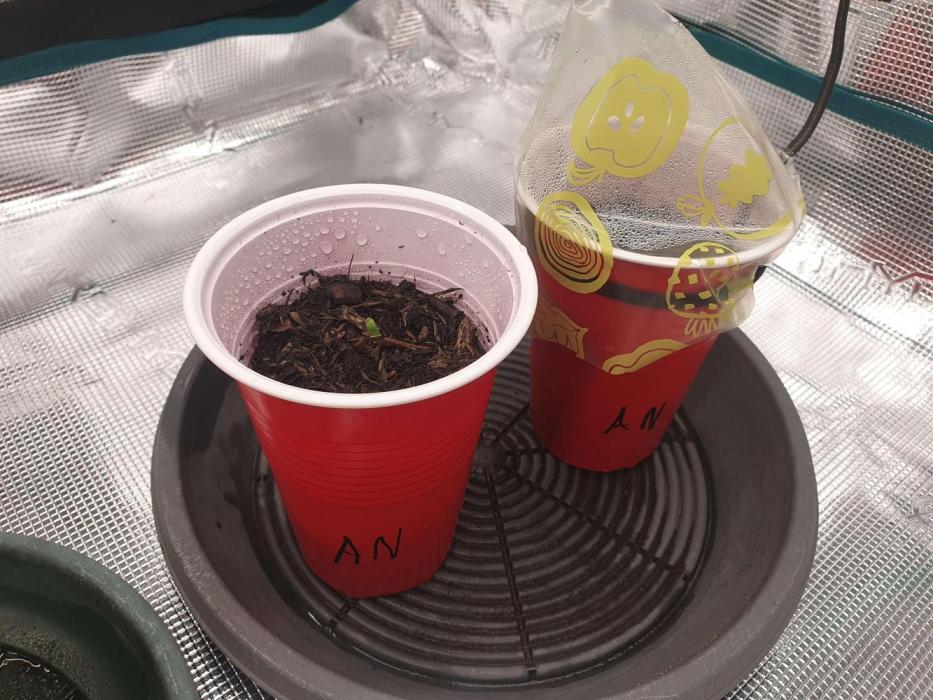 1st Indoor tent grow! (Auto Anubis). Week 0