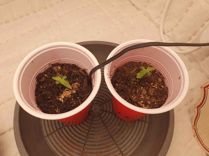 1st Indoor tent grow! (Auto Anubis). Week 2 - 12-11