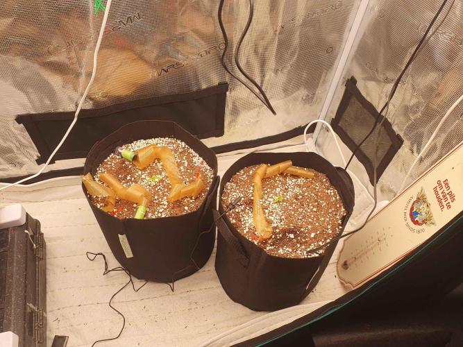 1st Indoor tent grow! (Auto Anubis). Week 3 - 12-18