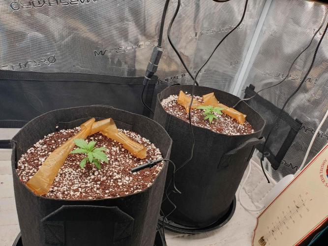 1st Indoor tent grow! (Auto Anubis). Week 4 - 12-27