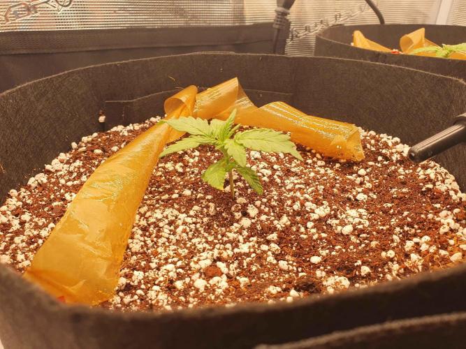 1st Indoor tent grow! (Auto Anubis). Week 4 - 12-27