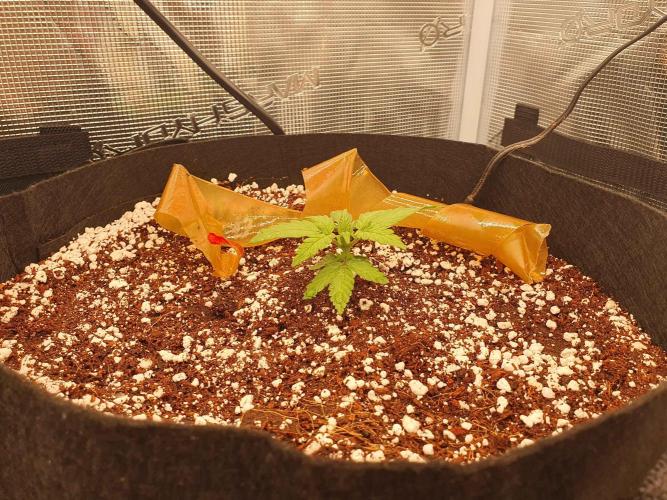 1st Indoor tent grow! (Auto Anubis). Week 4 - 12-27