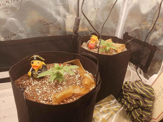 1st Indoor tent grow! (Auto Anubis). Week 4 - 12-29