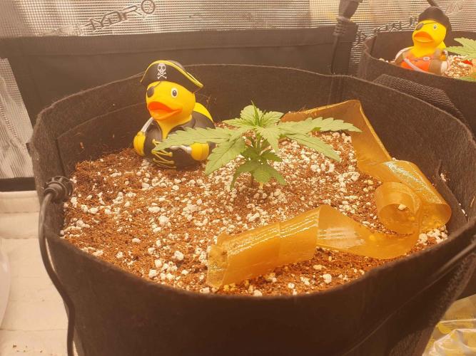 1st Indoor tent grow! (Auto Anubis). Week 4 - 12-29