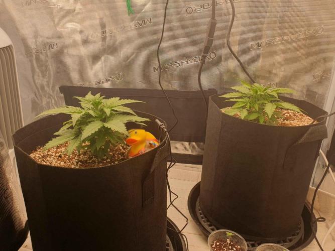 1st Indoor tent grow! (Auto Anubis). Week 5 - 4-1 Happy new year!