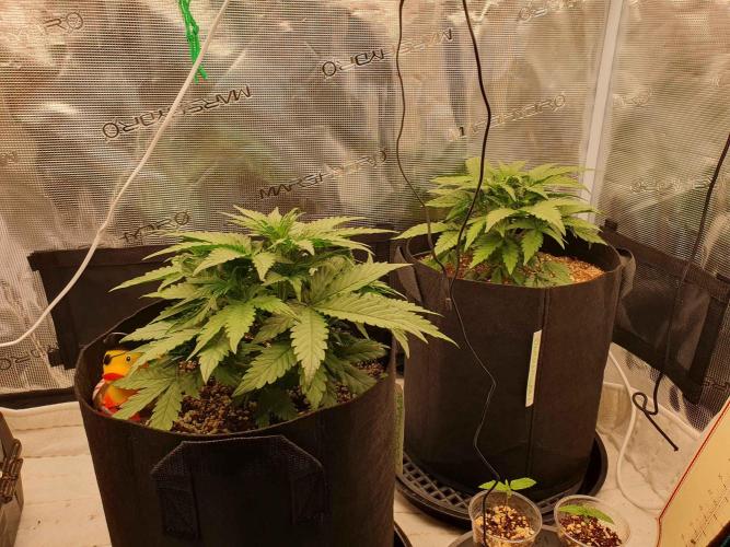 1st Indoor tent grow! (Auto Anubis). Week 5 - 8-1 I did something right again. They are really dense. 