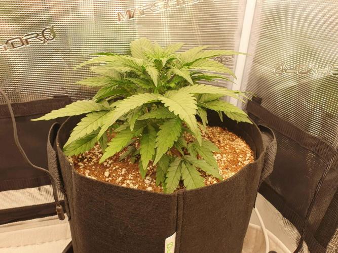 1st Indoor tent grow! (Auto Anubis). Week 5 - 8-1