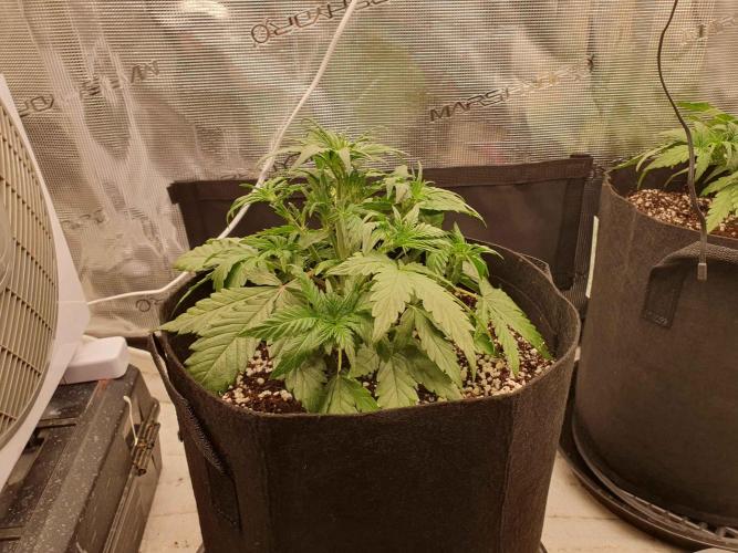1st Indoor tent grow! (Auto Anubis). Week 5 - 8-1 after Defoil