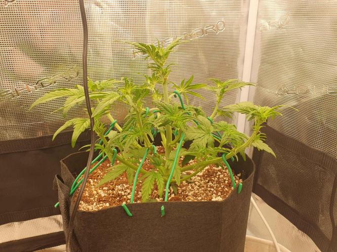 1st Indoor tent grow! (Auto Anubis). Week 6 - 11-1 after heavy defoilation and LST.