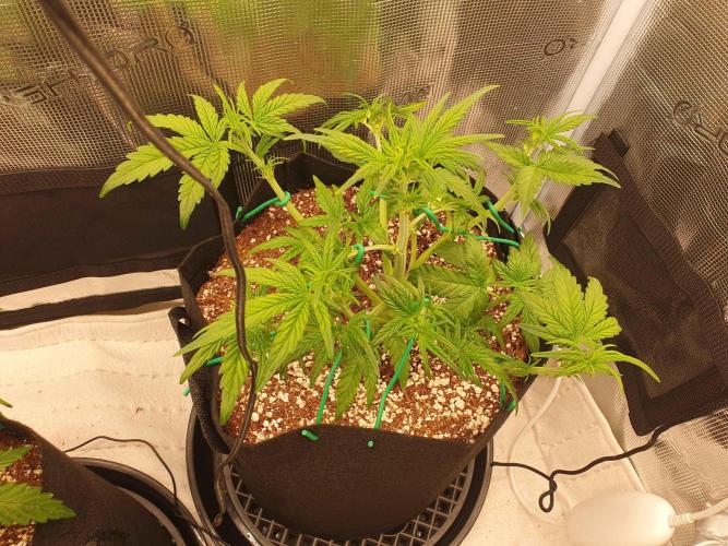 1st Indoor tent grow! (Auto Anubis). Week 6 - 11-1 after heavy defoilation and LST.