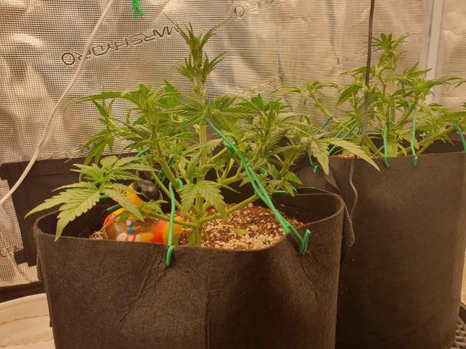 1st Indoor tent grow! (Auto Anubis). Week 6 - 11-1 after heavy defoilation and LST.