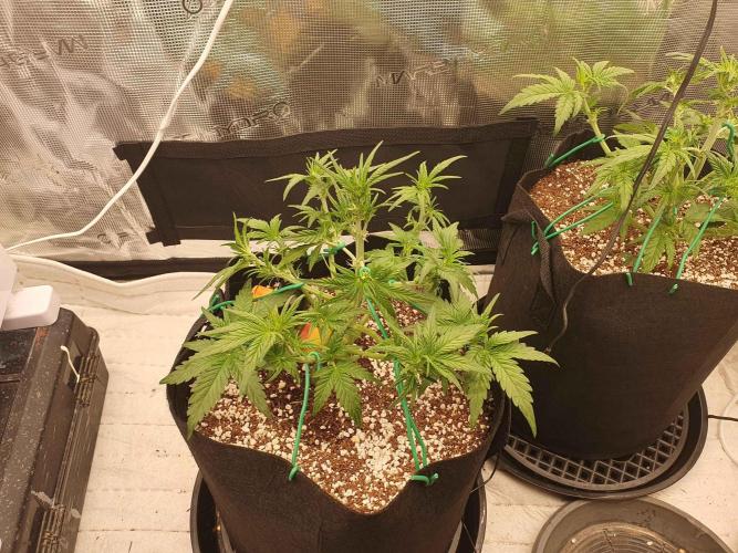 1st Indoor tent grow! (Auto Anubis). Week 6 - 11-1 after heavy defoilation and LST.