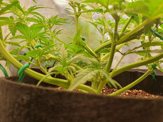 1st Indoor tent grow! (Auto Anubis). Week 6 - 13-1 Some more LST (was too enthusiastic with this one and snapped the middle)