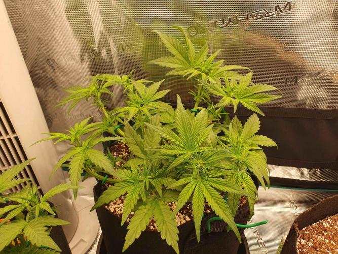 1st Indoor tent grow! (Auto Anubis). Week 6 - 13-1 Some more LST and defoil
