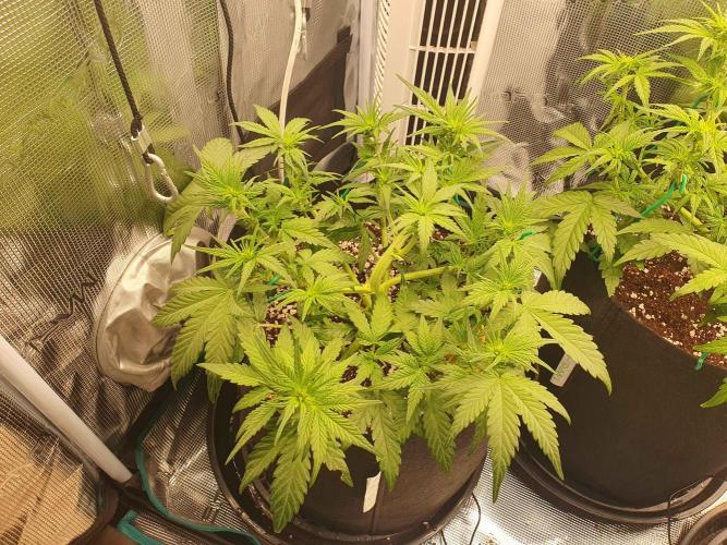 1st Indoor tent grow! (Auto Anubis). Week 7 - 16-1