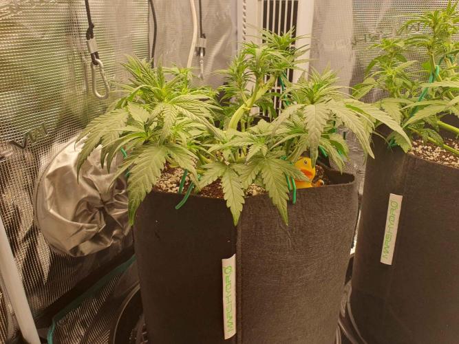 1st Indoor tent grow! (Auto Anubis). Week 7 - 16-1