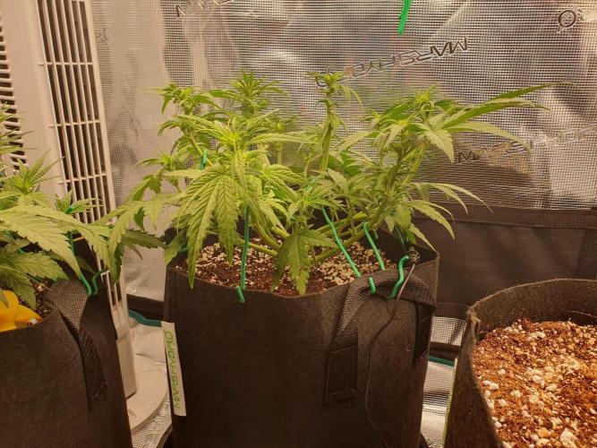 1st Indoor tent grow! (Auto Anubis). Week 7 - 16-1