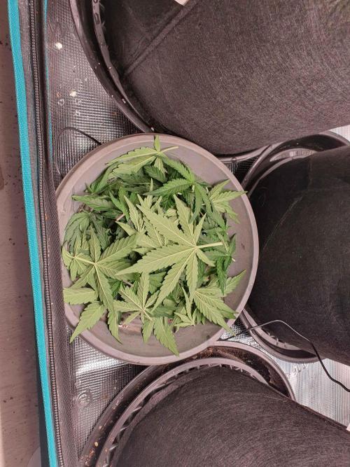 1st Indoor tent grow! (Auto Anubis). Week 7 - The defoil of 16-1