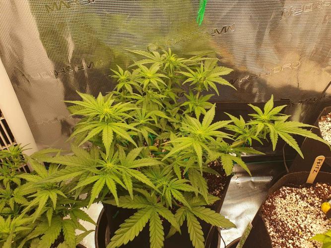 1st Indoor tent grow! (Auto Anubis). Week 7 - 17-1 after more defoil