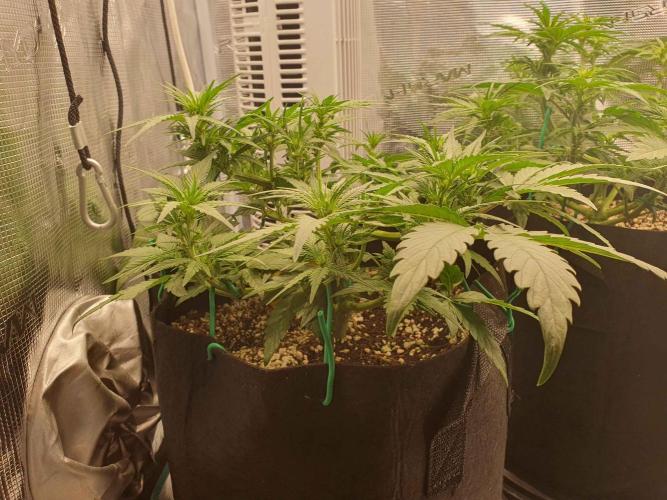 1st Indoor tent grow! (Auto Anubis). Week 7 - 17-1 after more defoil