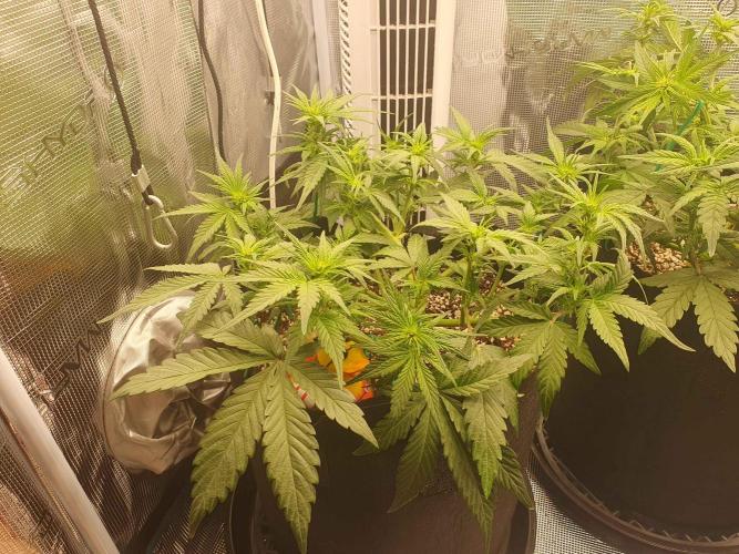 1st Indoor tent grow! (Auto Anubis). Week 7 - 18-1 even more defoil and lollipopping