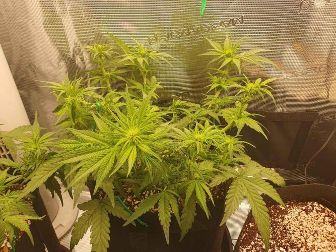 1st Indoor tent grow! (Auto Anubis). Week 7 - 18-1 even more defoil and lollipopping