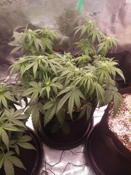 1st Indoor tent grow! (Auto Anubis). Week 7 - 20-1