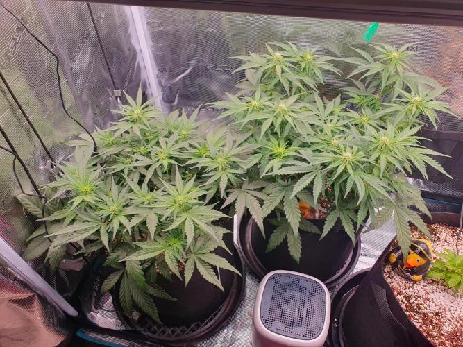 1st Indoor tent grow! (Auto Anubis). Week 8 - 23-1