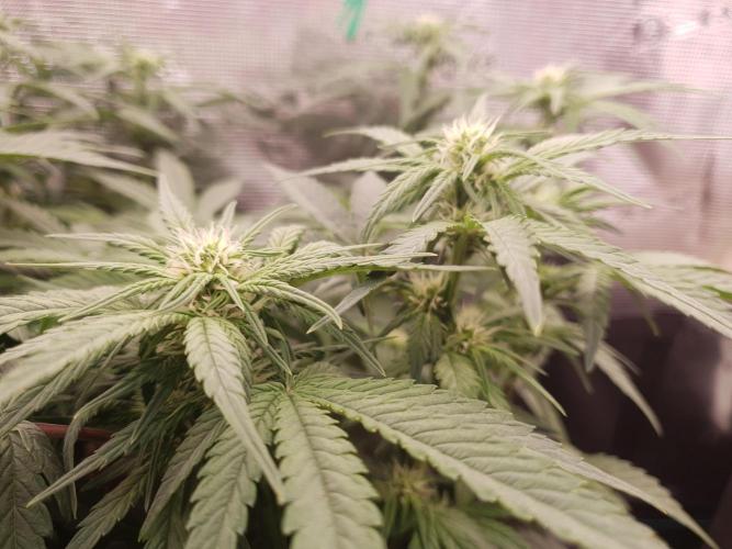 1st Indoor tent grow! (Auto Anubis). Week 8 - 23-1