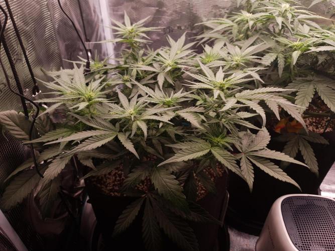 1st Indoor tent grow! (Auto Anubis). Week 8 - 23-1