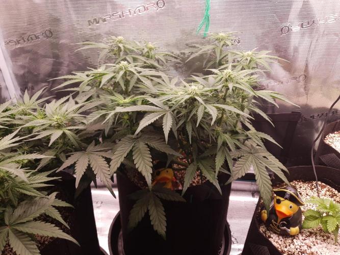 1st Indoor tent grow! (Auto Anubis). Week 8 - 23-1