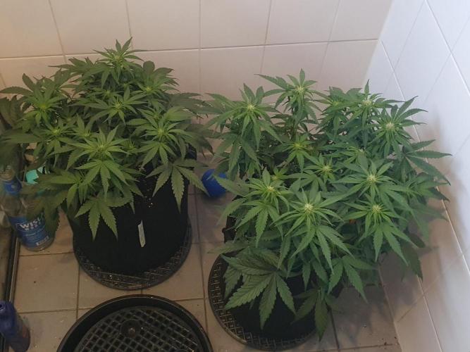 1st Indoor tent grow! (Auto Anubis). Week 8 - 23-1 Flushing them both with PHd 5.5 water. Had to give them 40L each.