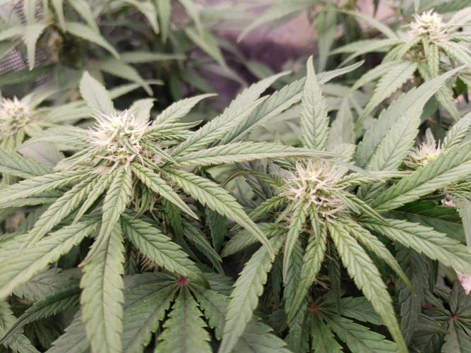 1st Indoor tent grow! (Auto Anubis). Week 8 - 27-1