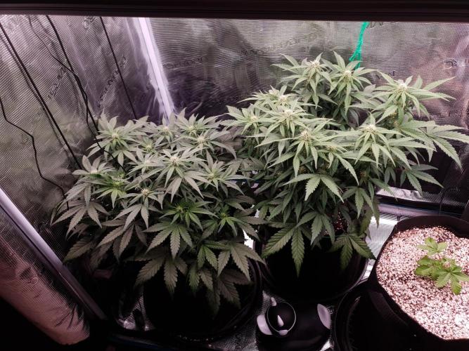 1st Indoor tent grow! (Auto Anubis). Week 8 - 27-1