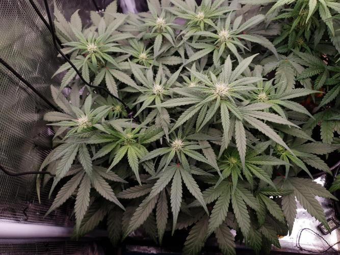 1st Indoor tent grow! (Auto Anubis). Week 8 - 27-1