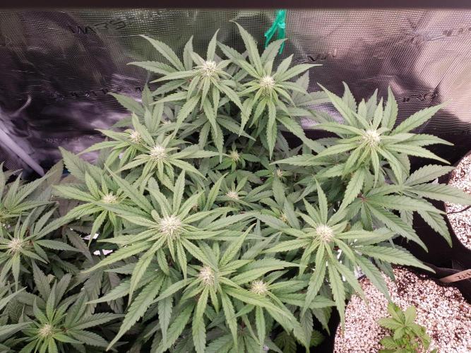 1st Indoor tent grow! (Auto Anubis). Week 8 - 27-1