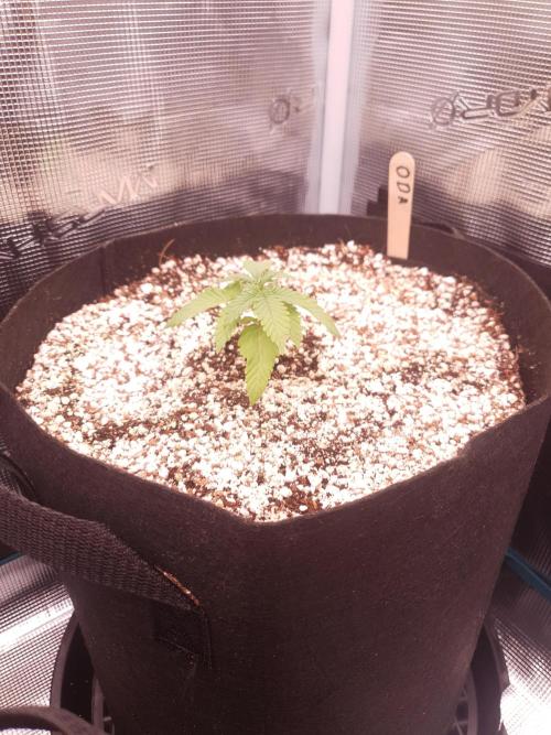 Apple Fritter/Shogun (2nd Tent grow). Week 2 - 20-1 They living