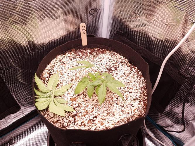 Apple Fritter/Shogun (2nd Tent grow). Week 3 - 26-1; Oda after