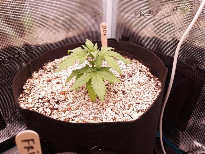 Apple Fritter/Shogun (2nd Tent grow). Week 3 - 26-1; Oda before