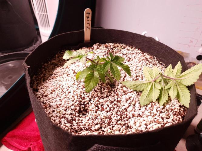 Apple Fritter/Shogun (2nd Tent grow). Week 3 - 26-1; Fritz after